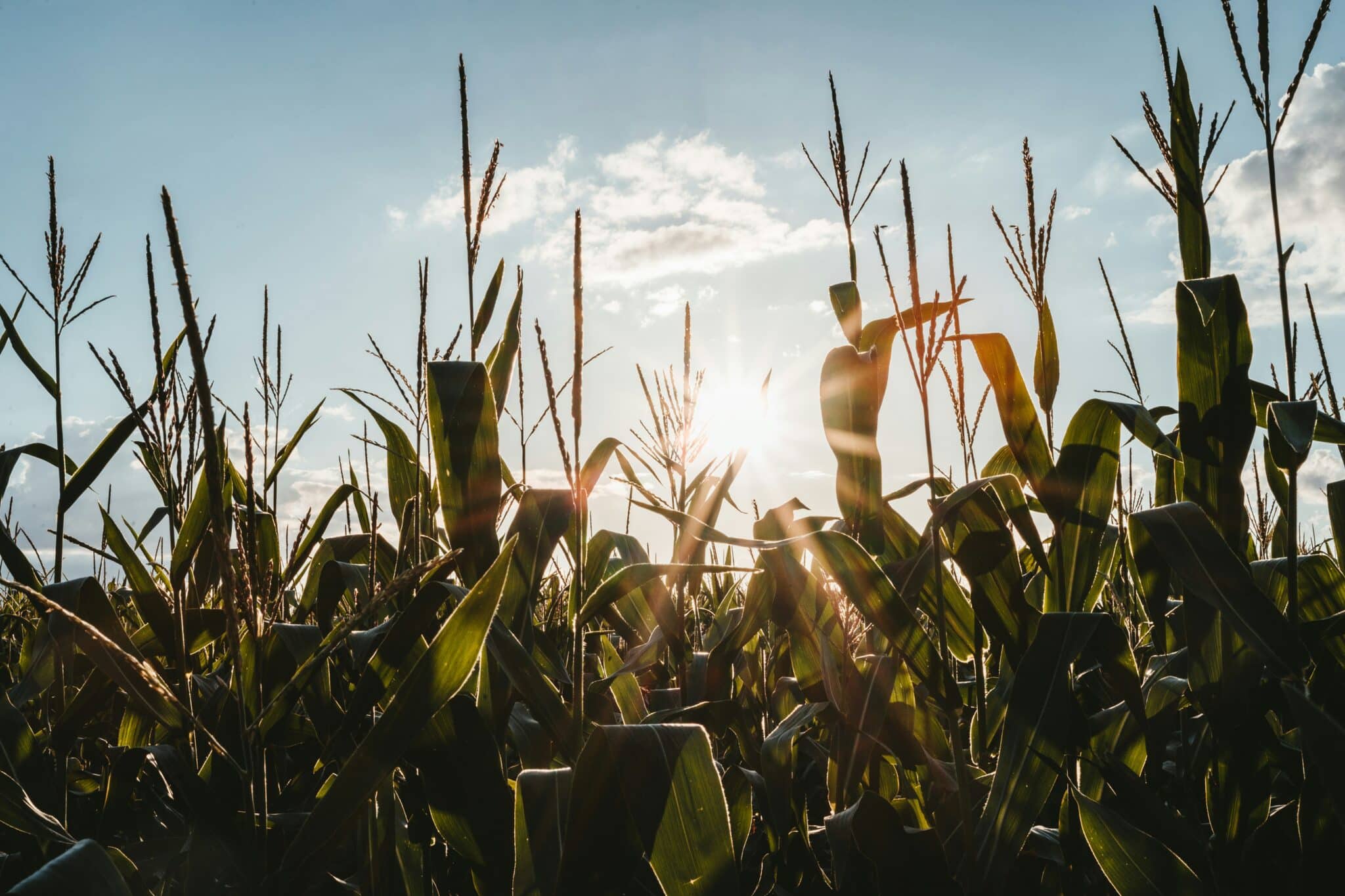 Executive Course on the Vision for Agriculture and Food